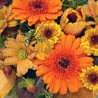 Posy  Orange and Gold